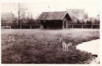 Boeremapark hertenkamp 1947 (foto H Begeman - 1)