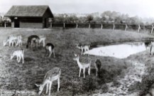 Boeremapark hertenkamp omstreeks 1948 2