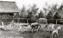 Boeremapark hertenkamp omstreeks 1954